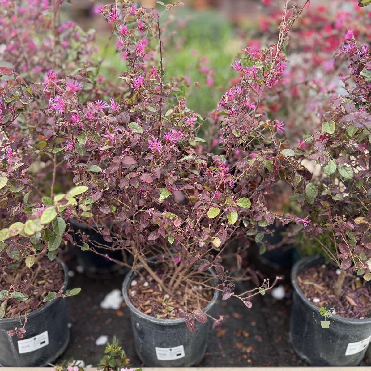 Λοροπέταλο (Loropetalum chinense) - 1
